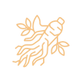 GINSENG EXTRACT
